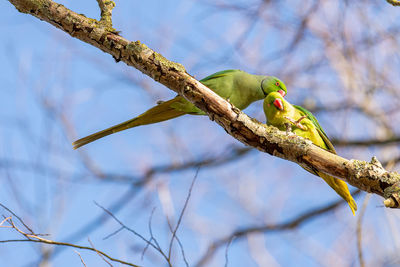 Low angle view of bird perching on branch