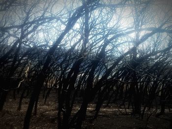 View of trees in forest