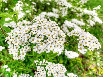 Close-up of white flowering plant