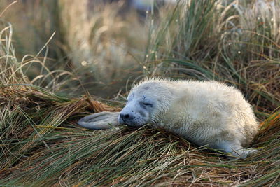A grey seal pup up close 