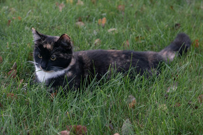 Portrait of a cat on grass field