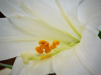 Macro shot of white flowering plant