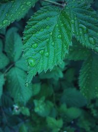 Close-up of raindrops on leaves