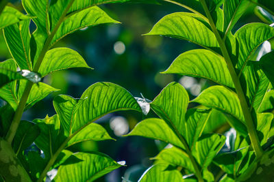 Nature green konjac leaves with raindrop background.