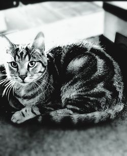 Close-up portrait of cat sitting