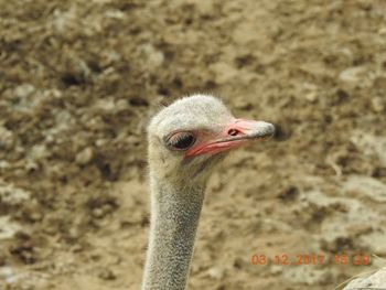 Close-up of bird against blurred background