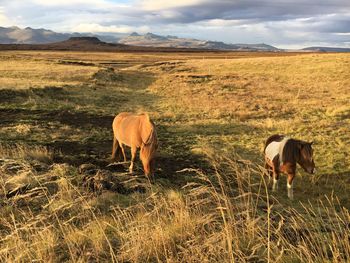 Horse grazing in a field