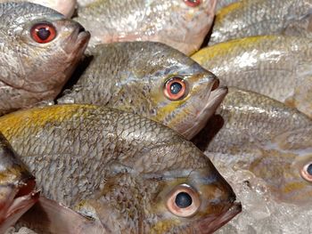 Close-up of fish for sale in market