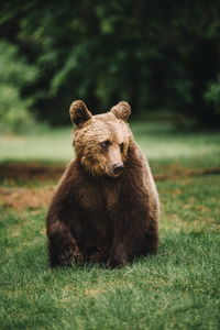 Bear sitting on field in forest