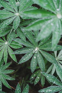 High angle view of wet plant leaves