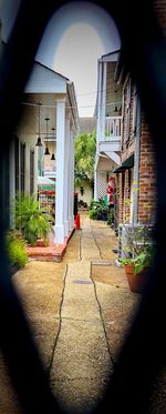 Potted plants on alley outside house