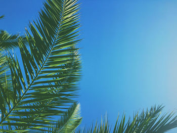 Low angle view of palm tree against blue sky