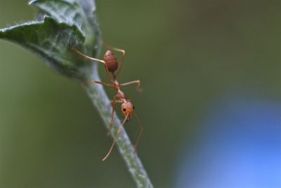 Close-up of ant on plant