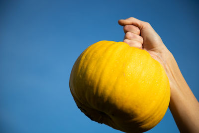 Cropped hand holding pumpkin