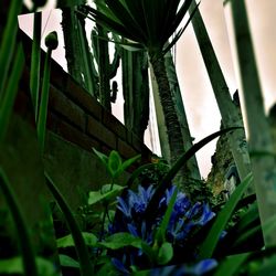 Low angle view of butterfly on plant