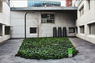 Plants growing outside building