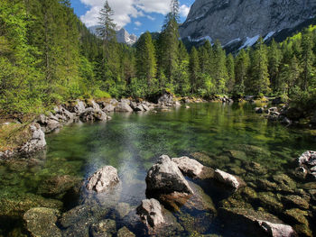 Scenic view of lake in forest