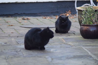 Cat on ground