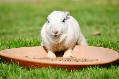 Sheep sitting on grass