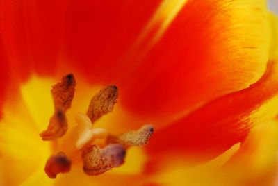 Full frame shot of orange flower
