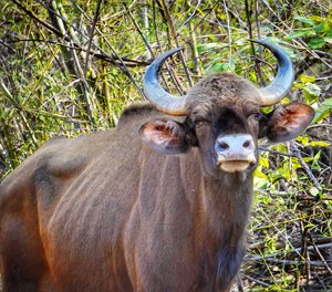 Portrait of an animal