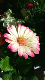 Close-up of pink flower