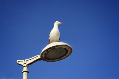 Low angle view of seagull perching against clear blue sky