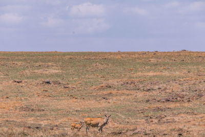 View of a horse on field