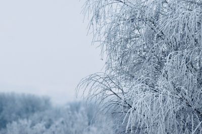 Frozen plant against sky during winter