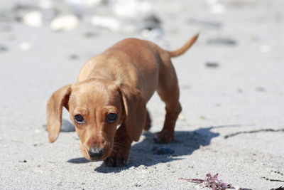 Portrait of dog on ground