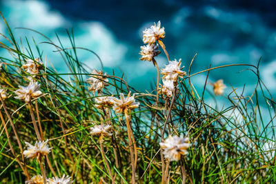 Close-up of white flowering plants on field on a cliff , wild atlantic way 
