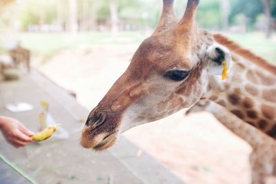 Close-up of hand feeding