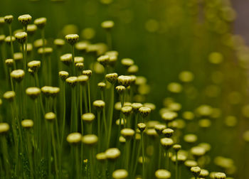 Close-up of plants