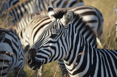 Close-up of zebra