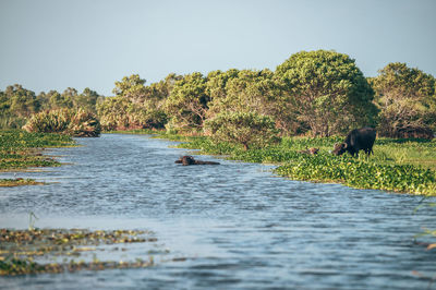 Side view of a water