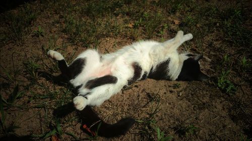 High angle view of cat relaxing on grass