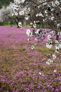 Close-up of pink flowers on tree