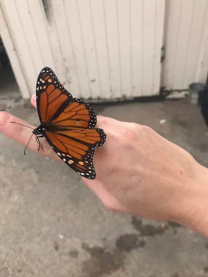CLOSE-UP OF BUTTERFLY ON HUMAN HAND