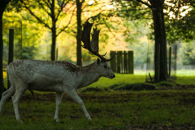 A young deer wanders through the trees in cheshire, uk.