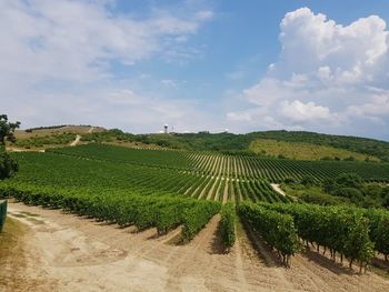 Scenic view of vineyard against sky