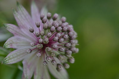 Close-up of flower against blurred background