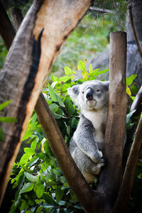 Koala clinging to wooden stump