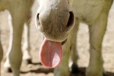 Close-up of an animal sticking out tounge