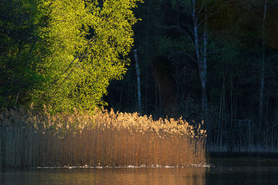 Scenic view of lake by trees in forest