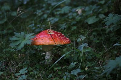 Close-up of red mushroom growing on field