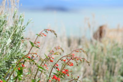 Close-up of flowering plants on land