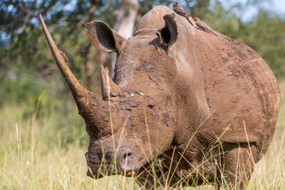 Close-up of lizard on tree