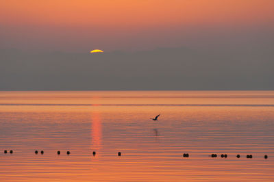 Scenic view of seagull against sky during sunset