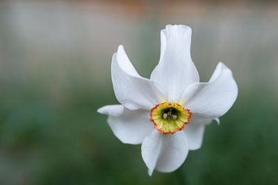 Close-up of white flowering plant