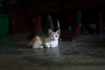 Portrait of cat relaxing on floor at home
